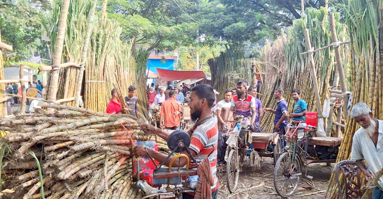 আখ চাষে ঝুঁকছেন বাগেরহাটের কৃষকেরা