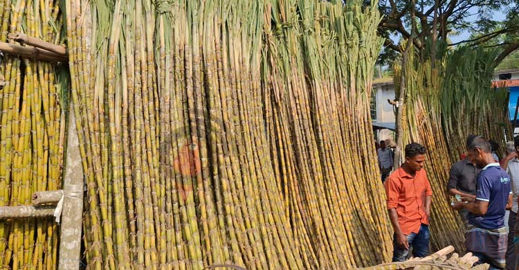 আখ চাষে ঝুঁকছেন বাগেরহাটের কৃষকেরা