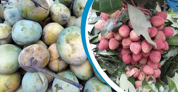 গোবিন্দভোগ ১২০, বোম্বাই লিচু ৪৫০ টাকা