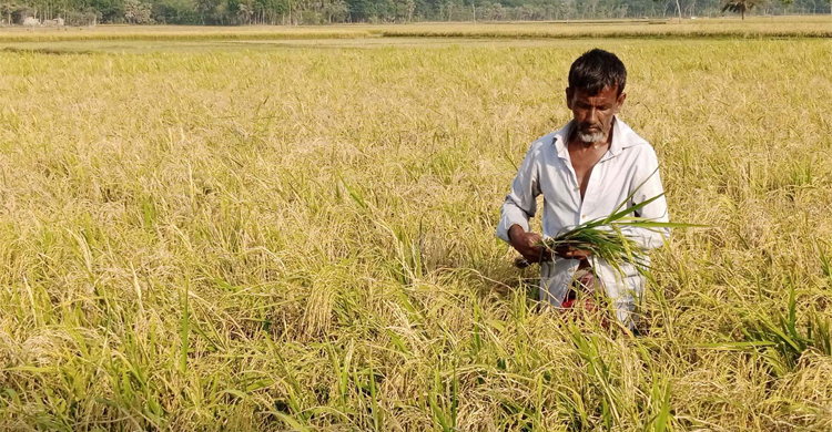 প্রণোদনার বীজে ফলেছে তিন রকমের ধান, বিপাকে কৃষক
