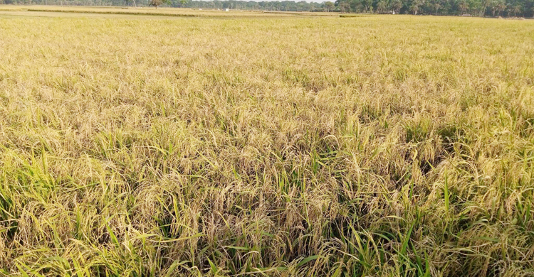 প্রণোদনার বীজে ফলেছে তিন রকমের ধান, বিপাকে কৃষক