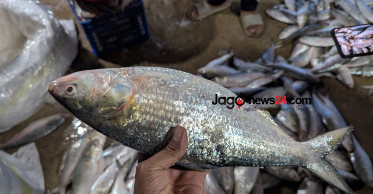 ইলিশের দামে চড়া বাজার