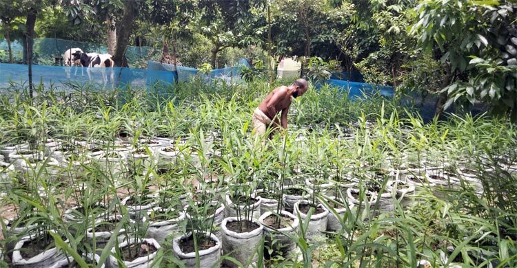 বস্তায় আদা চাষে আগ্রহ বাড়ছে কৃষকদের