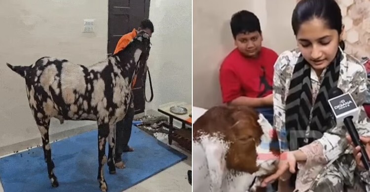 বাংলাদেশের মতো ভারতেও মিলল ‘ভিআইপি’ ছাগল, দাম ৮ লাখ