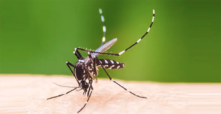 ডেঙ্গু ছড়ানোর এডিস মশা চিনবেন কীভাবে?