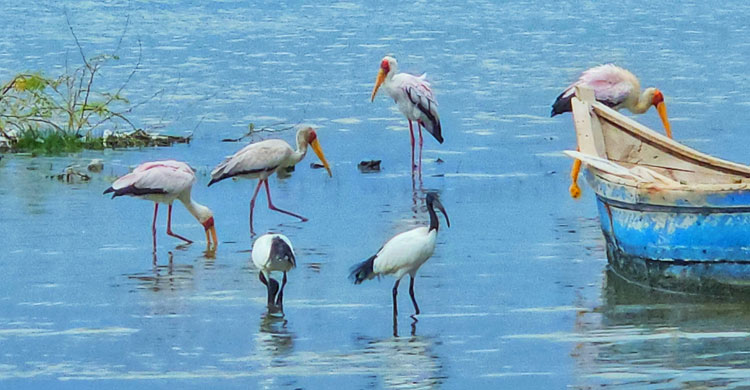 আফ্রিকার হৃদয় ছুঁয়ে যাওয়া দিন, অবশেষে মায়াময় বিদায়