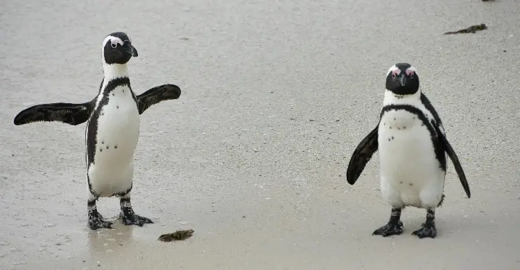 ক্ষুধার জ্বালায় বাচ্চাদের পাথর খাওয়াচ্ছে আফ্রিকার পেঙ্গুইনরা