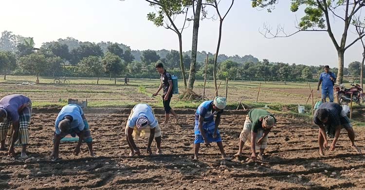 আলু বীজের দাম সর্বনিম্ন হলেও সারের দাম বেশি