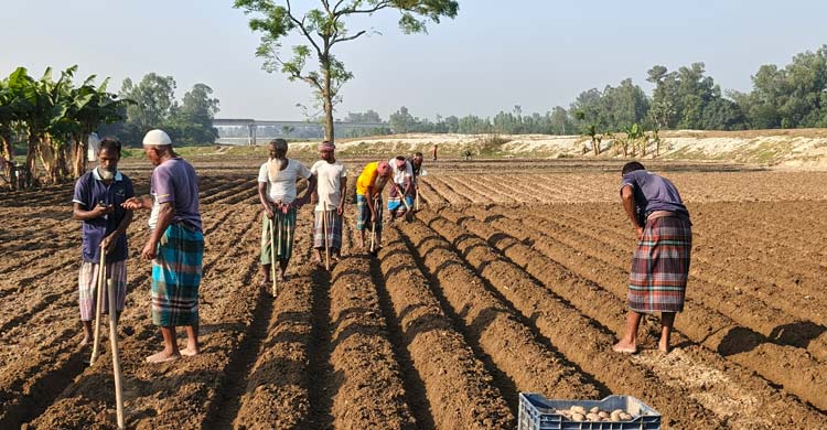 আলু বীজের দাম সর্বনিম্ন হলেও সারের দাম বেশি