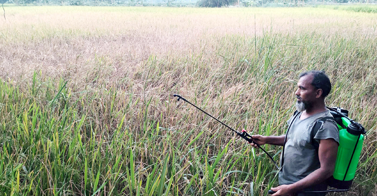 যশোরে কারেন্ট পোকায় ধানের সর্বনাশ