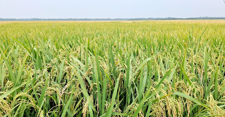 বোরো ধানের ফলনে খুশি, শেষ সময়ে ঝড়-বৃষ্টিতে বিপাকে কৃষক