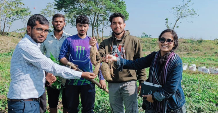 ক্যানসার-ডায়াবেটিস রোধে কার্যকর মিষ্টি আলুর নতুন জাত উদ্ভাবন