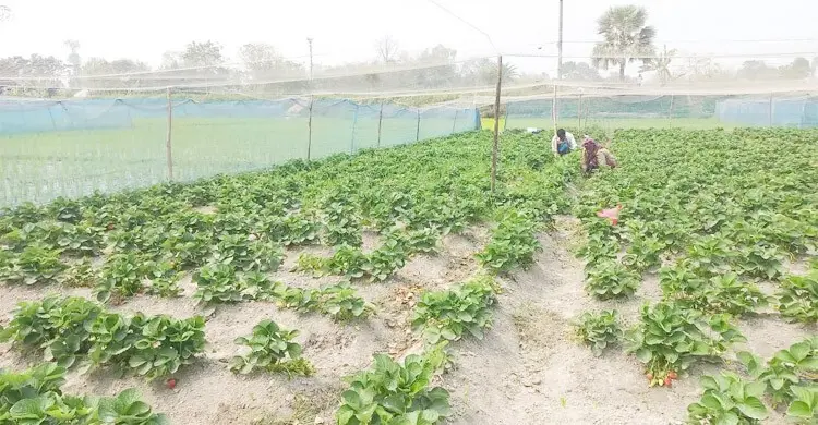 কৃষিপ্রযুক্তিতে যুবশক্তি ধরে রাখতে করণীয়