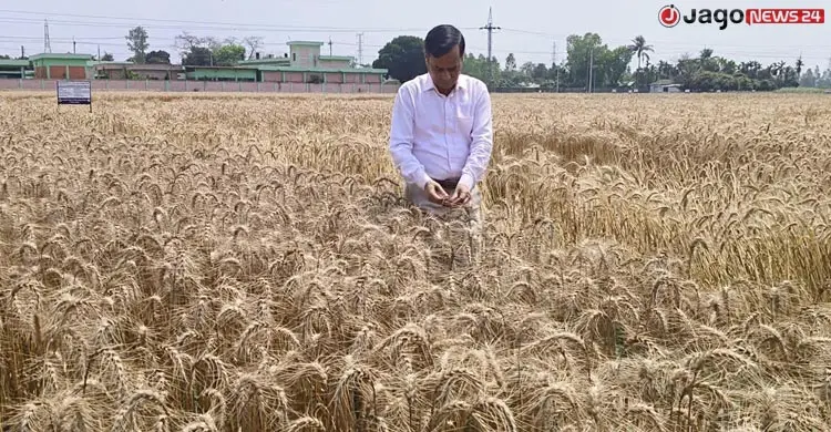 খরা-লবণাক্ততা সহনশীল ৫ জাতের গম উদ্ভাবন, মিলেছে অভাবনীয় সাফল্য