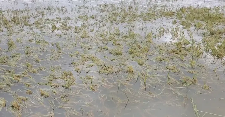 কিশোরগঞ্জের হাওরে ২৫৯ কোটি টাকার ফসলহানি, ক্ষতিগ্রস্ত অর্ধলাখ কৃষক