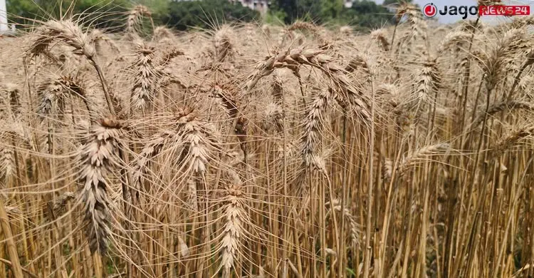খরা-লবণাক্ততা সহনশীল ৫ জাতের গম উদ্ভাবন, মিলেছে অভাবনীয় সাফল্য