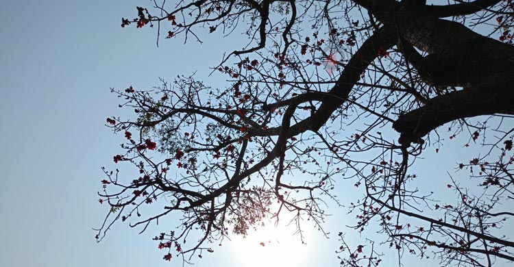 চুয়াডাঙ্গায় কৃষিতে বছরে ক্ষতি কোটি কোটি টাকা