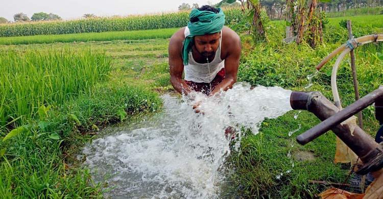 চুয়াডাঙ্গায় কৃষিতে বছরে ক্ষতি কোটি কোটি টাকা