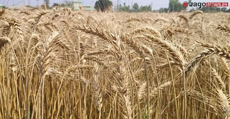 খরা-লবণাক্ততা সহনশীল ৫ জাতের গম উদ্ভাবন, মিলেছে অভাবনীয় সাফল্য