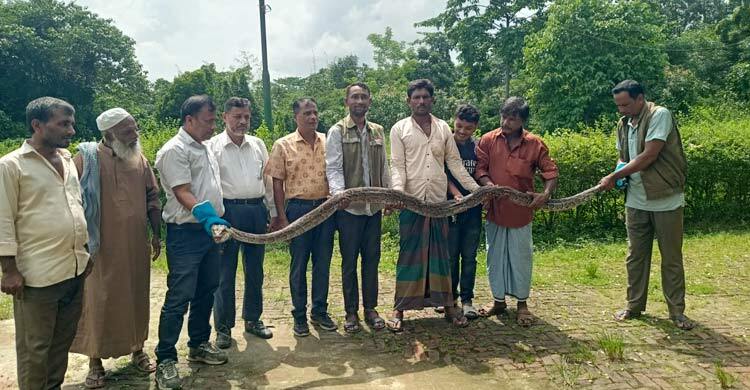লোকালয়ে মিললো ১৫ ফুট লম্বা অজগর, বনে অবমুক্ত
