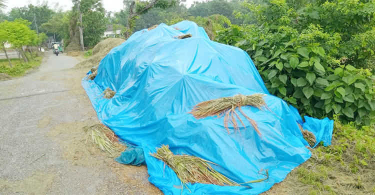 বগুড়ায় বৃষ্টিতে মাঠেই পচছে কাটা ধান