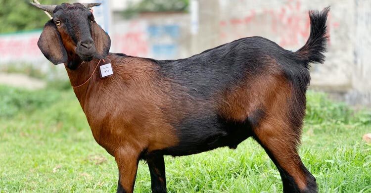 সন্তানের আকিকার গোশত কি বাবা-মা খেতে পারবে?