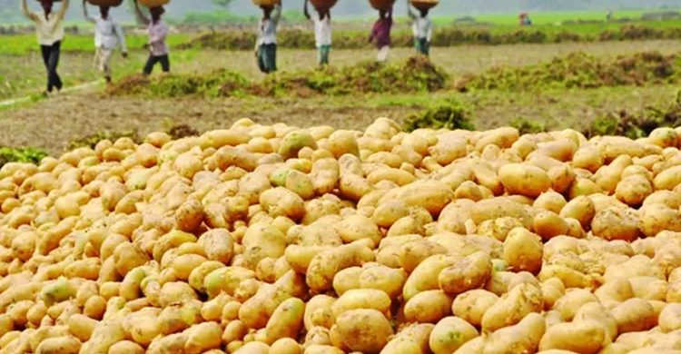 বস্তায় ৭০০ টাকা বেশি দিয়েও মিলছে না আলুবীজ