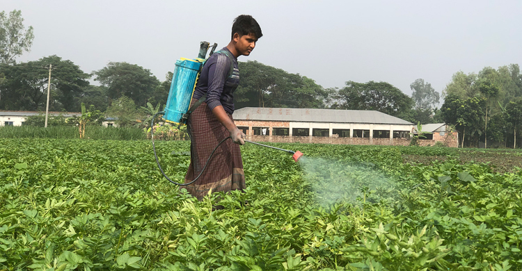 বৈরী আবহাওয়া, আরও বাড়তে পারে আলুর দাম