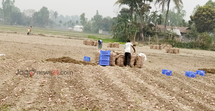 Potatoes: A bitter harvest for farmers