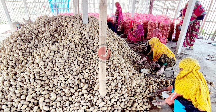 মাঠে বাম্পার ফলন, বাজারে দাম নেই আলুর