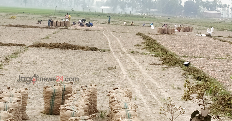আলু এখন কৃষকের গলার কাঁটা
