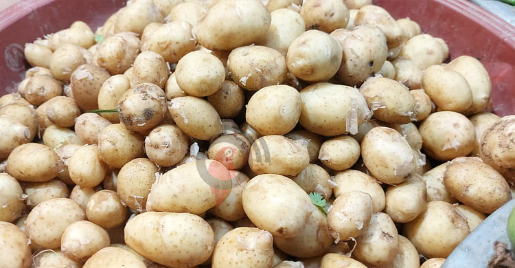আলু রপ্তানিতে ফের সুবাতাস