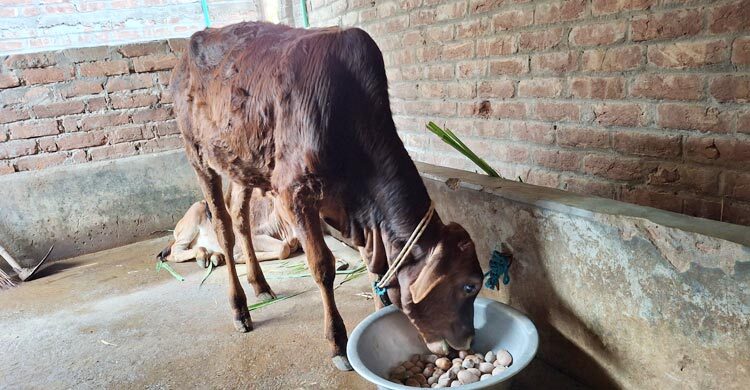 দাম না পেয়ে আলু এখন গরুর খাবার, সেখানেও বিপত্তি