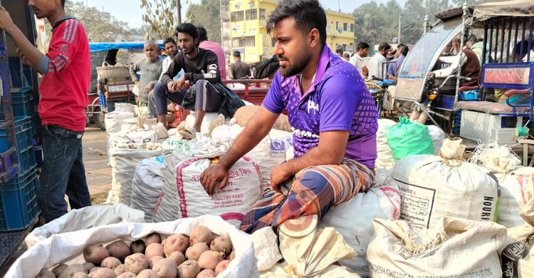মাঠে বাম্পার ফলন, বাজারে দাম নেই আলুর