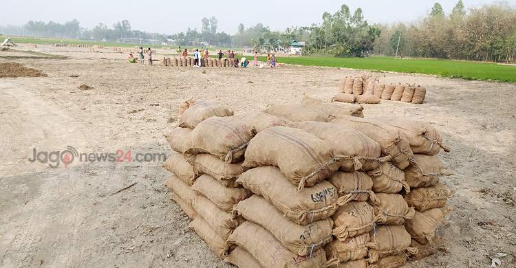 আলু এখন কৃষকের গলার কাঁটা