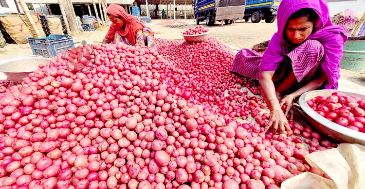 মাঠে বাম্পার ফলন, বাজারে দাম নেই আলুর