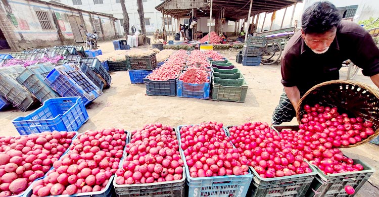 মাঠে বাম্পার ফলন, বাজারে দাম নেই আলুর
