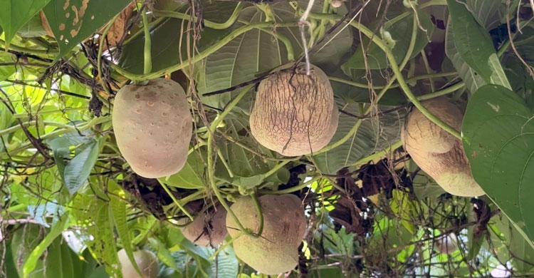 পাকুন্দিয়ায় গাছ আলু চাষে বদলাচ্ছে কৃষকের জীবন