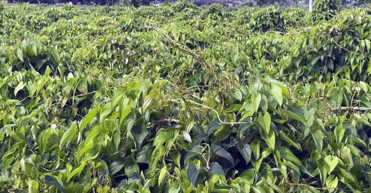 পাকুন্দিয়ায় গাছ আলু চাষে বদলাচ্ছে কৃষকের জীবন