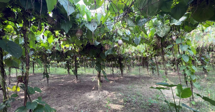 পাকুন্দিয়ায় গাছ আলু চাষে বদলাচ্ছে কৃষকের জীবন