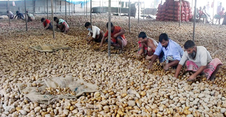 আলু মজুত করে বিপাকে কৃষক-ব্যবসায়ী