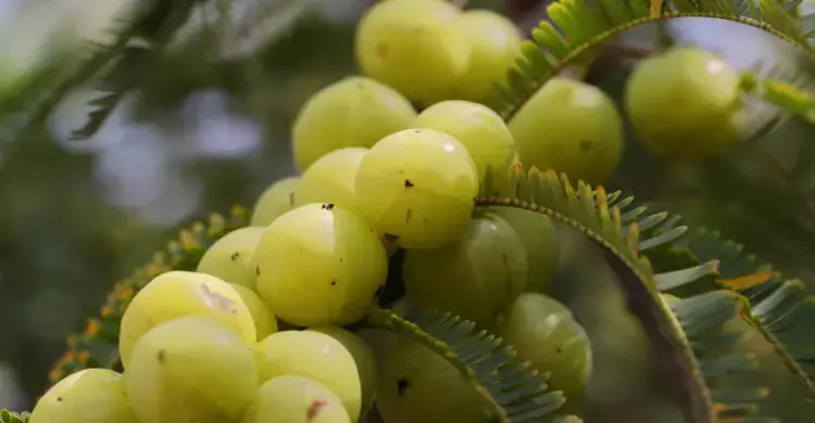 আমলকী
