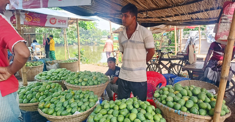 গোপালভোগেও জমেনি রাজশাহীর আম বাজার