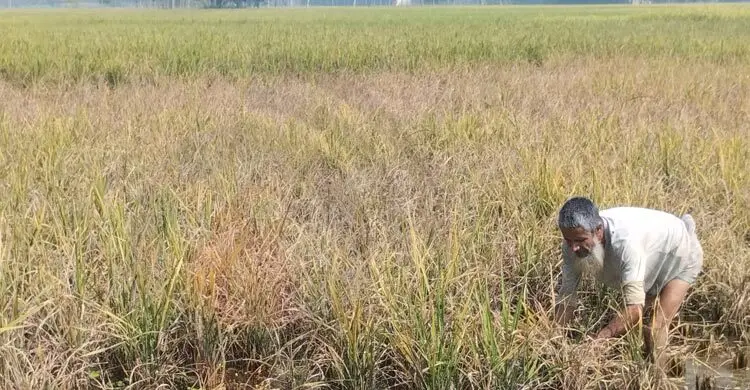 আমন ধানে অচেনা রোগ, উৎপাদন নিয়ে শঙ্কায় চাষিরা