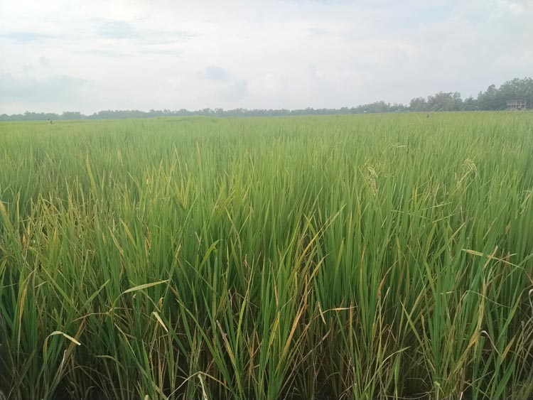মানিকগঞ্জে আমনের ফলন নিয়ে দুশ্চিন্তায় চাষিরা