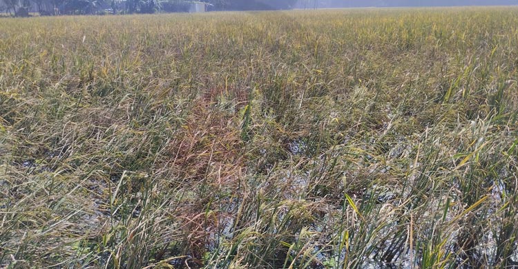 আমন ধানে অচেনা রোগ, উৎপাদন নিয়ে শঙ্কায় চাষিরা