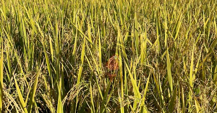 মিরসরাইয়ে চলছে আমন ধান কাটার উৎসব