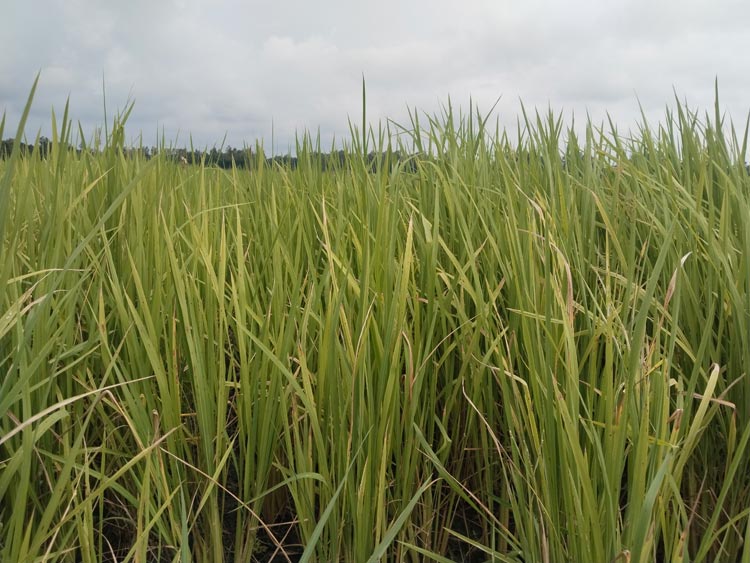 মানিকগঞ্জে আমনের ফলন নিয়ে দুশ্চিন্তায় চাষিরা