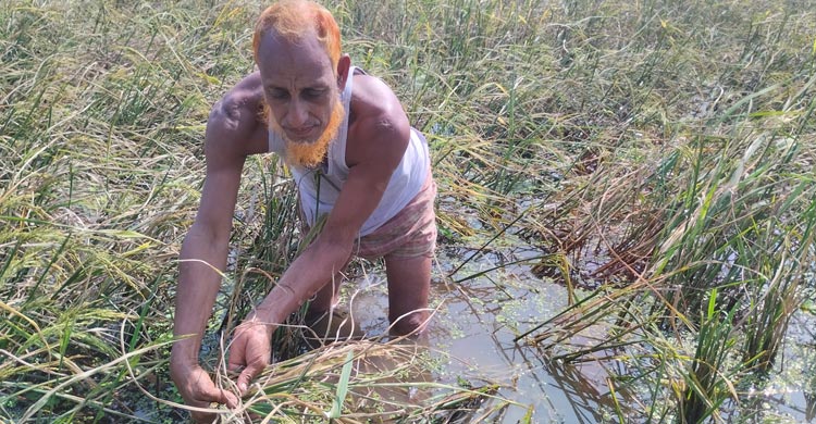 আমন ধানে অচেনা রোগ, উৎপাদন নিয়ে শঙ্কায় চাষিরা