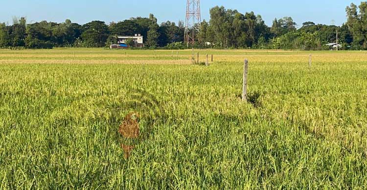 মিরসরাইয়ে চলছে আমন ধান কাটার উৎসব